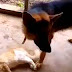 Nonstop Funny dogs cats
