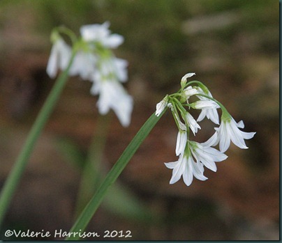 51-Allium triquetrum