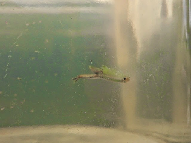 Fairy Shrimp Fairy Shrimp