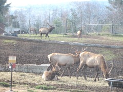 11.2011 Maine Elks