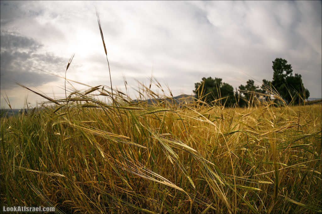 LookAtIsrael.com: Фото-блог о путешествиях по Израилю. Тель Авив, Иерусалим, Хайфа 