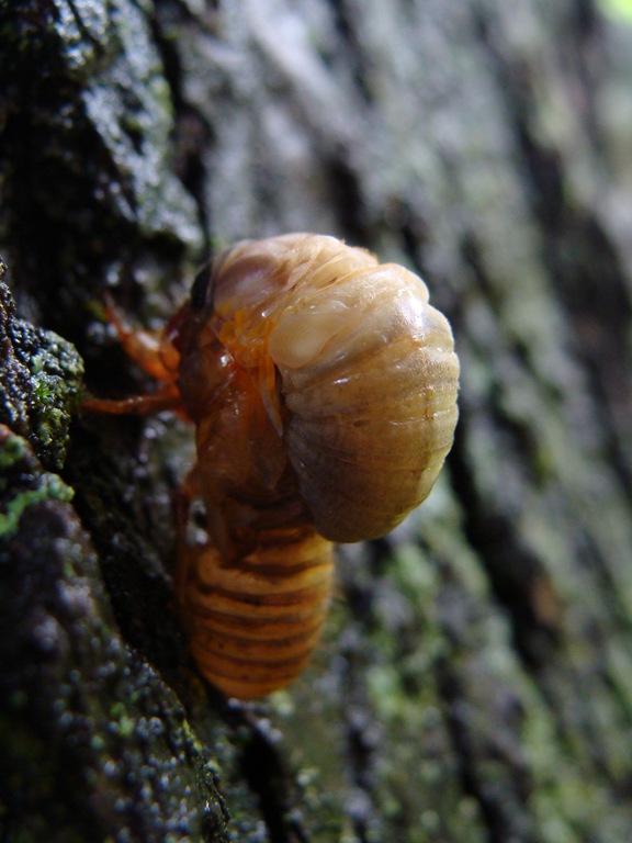 [cicada-bulge8.jpg]