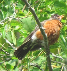 7.29.12 robin in mulberry tree cape