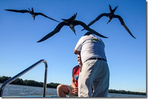 IMG_3691 Female Magnificent Frigatebirds