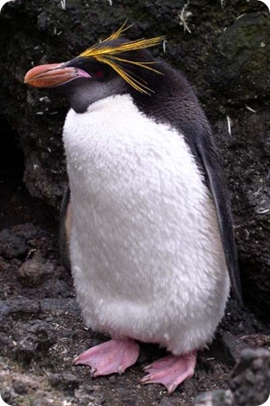 pinguino_fronte dorata