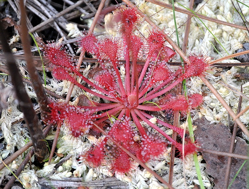 [Red-Wildflower-with-Dew5.jpg]