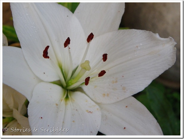 Summer flowers (6) Summer flowers (6)