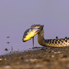 checkered keelback