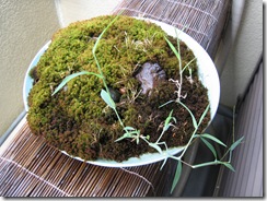 写真日記ブログ 主に京都から 雑草が苔を枯らす気がしたので切りとりました