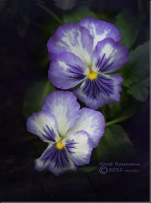 Two Pansy copy