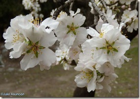 Flores de almendro - Quinta de los Molinos - Madrid