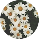 Viviana Noelia torres