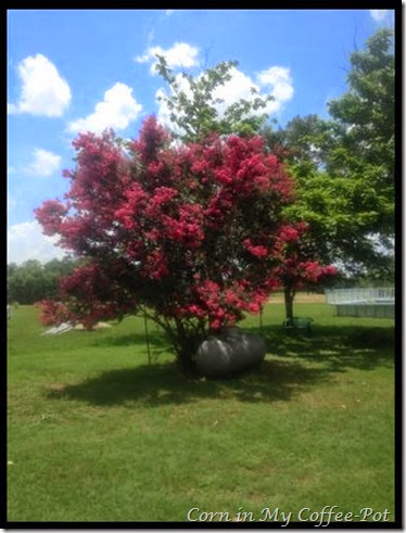 Crepe Myrtle on the south side