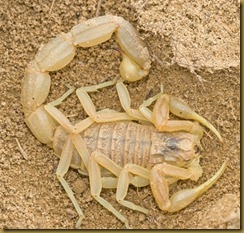Escorpion amarillo