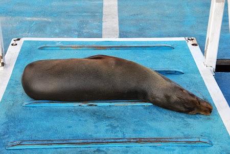 Imagini Galapagos: foca la plaja pe ponton