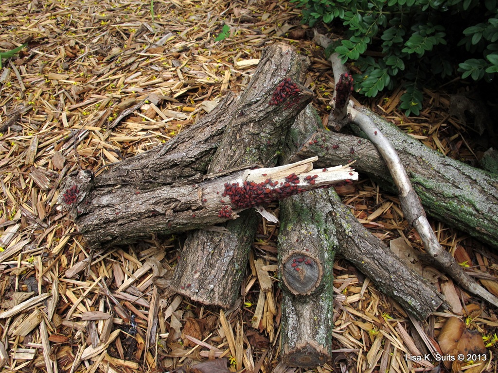 [red-shouldered-bugs-on-logs4.jpg]