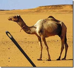 Camelo buraco agulha