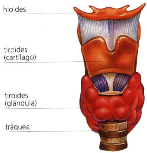 [anatomia%2520laringe%255B17%255D.jpg]