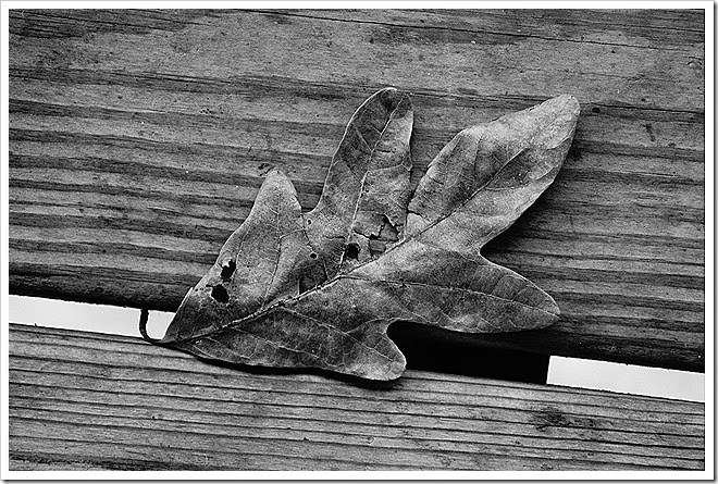 leaves-public-domain-pictures-1 (7)