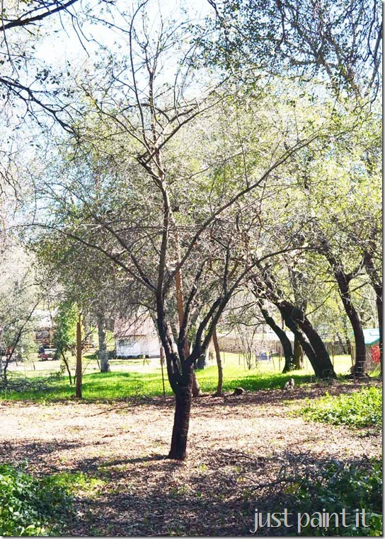 almond-tree-in-bloom