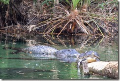 Alligator and turtle-2