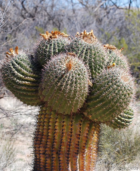 7. cactus-kab