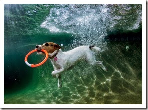 0812-parson-russell-terrier-playing-underwater-670
