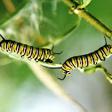 Monarch Larvae