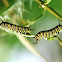 Monarch Larvae