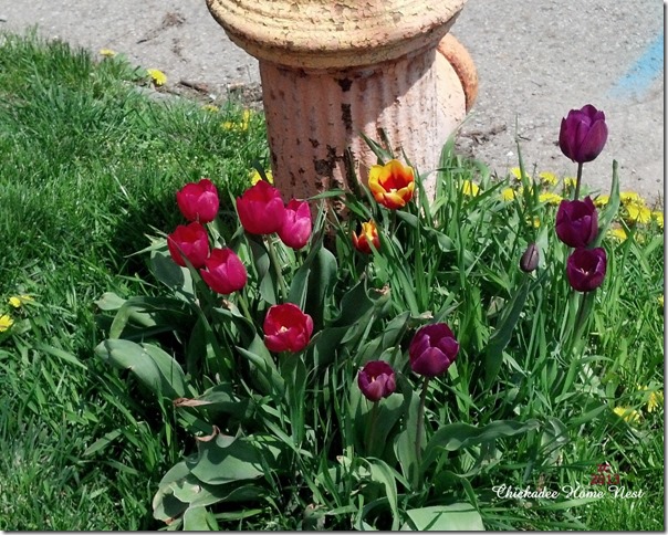 Tulips—Urban Garden @ Chickadee Home Nest