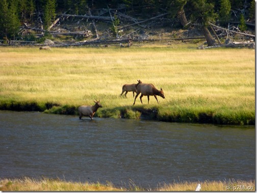 Sept 5, 2012: Elk seen along the Madison River