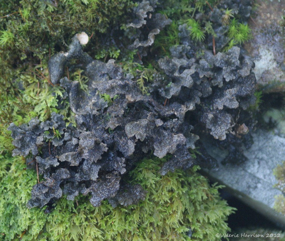 [21-lichen-Sticta-sylvatica%255B2%255D.jpg]