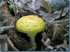 7364 Restoule Provincial Park - Restoule River Trail - Yellow Spotted Amanita Mushroom