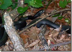 Black Racers mating