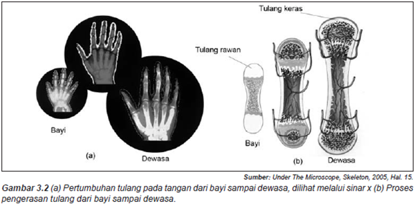 Gambar 3.2 (a) Pertumbuhan tulang pada tangan dari bayi sampai dewasa, dilihat melalui sinar x (b) Proses