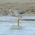 Greater Yellowlegs