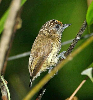 Jenis Burung Terkecil di Dunia burung terkecil di dunia