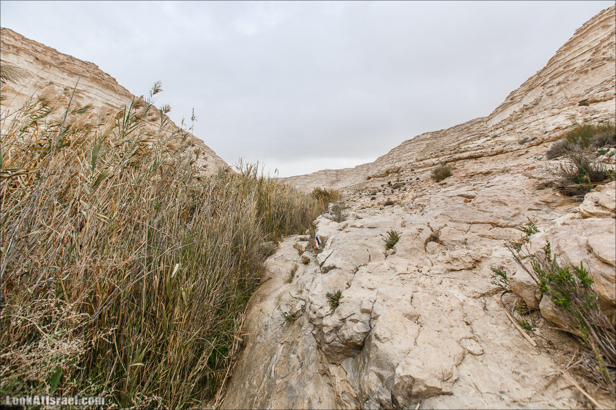 Ручей Акев и источник Эйн Акев в пустыне Негев. LookAtIsrael.com - Фото путешествия по Израилю