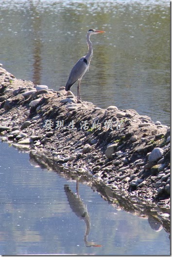 花蓮-理想大地渡假村-豐之谷生態公園。蒼鷺停靠在生態池的旁邊休息，還伸長了脖子一面觀察我的動作，模樣怪可愛的。