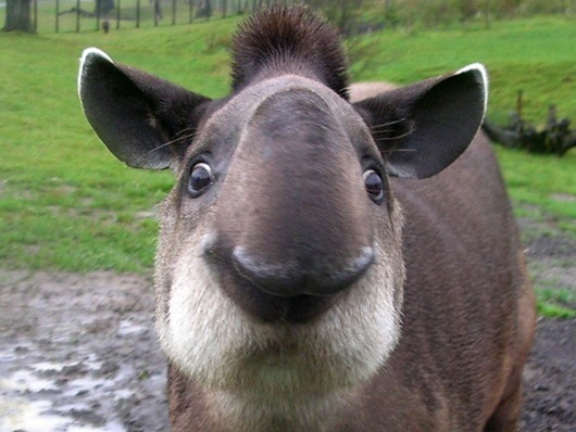 tapir64