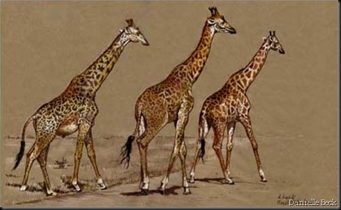 Danielle Beck. Girafes