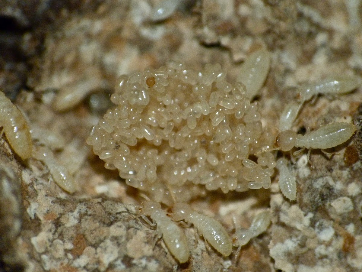 Subterranean termites (tending eggs)