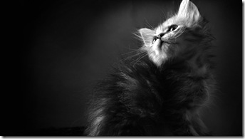 pisică-fundal-negru