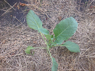 Flat Kale