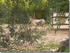2011.07.26-058 âne de Somalie
