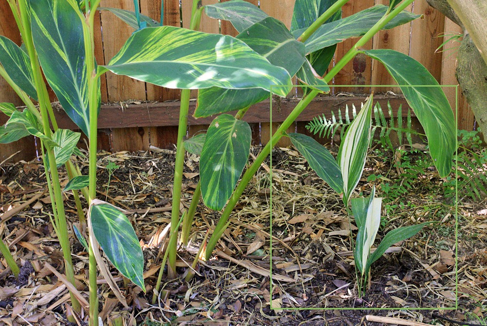 [120913_Aspidistra-elatior-variegata_01%255B7%255D.jpg]