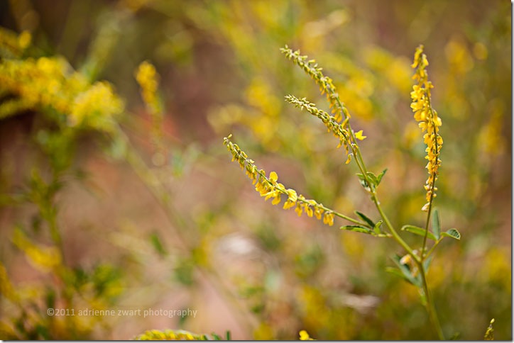 yellow wildflowers photo by Adrienne Zwart