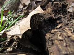 morel under leaf