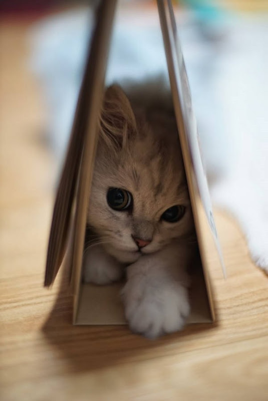 Os gatos não são muito bons em esconde-esconde 17
