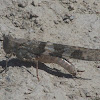 Band winged grasshopper